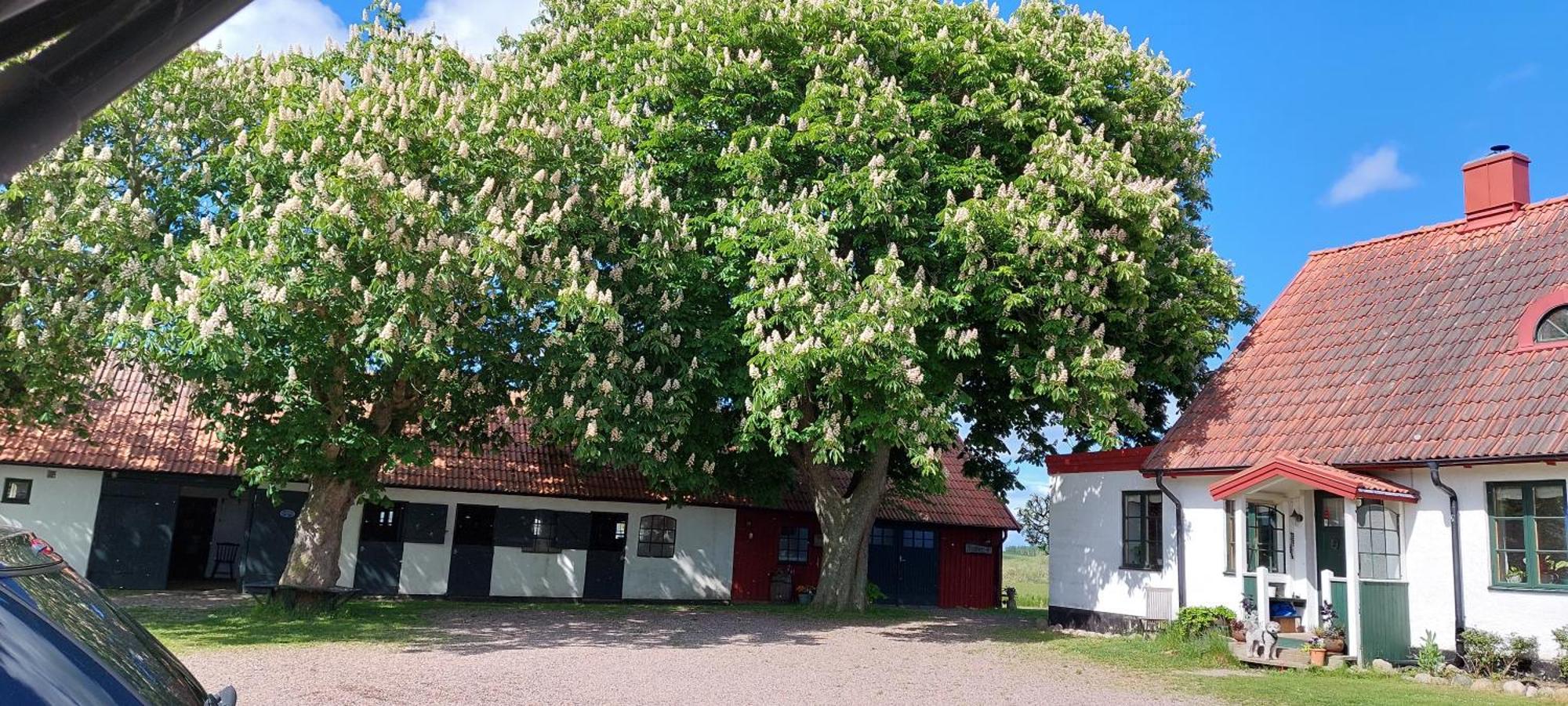 Lantligt Och Lugnt Boende Naera Natur Och Stad Svedala község Kültér fotó