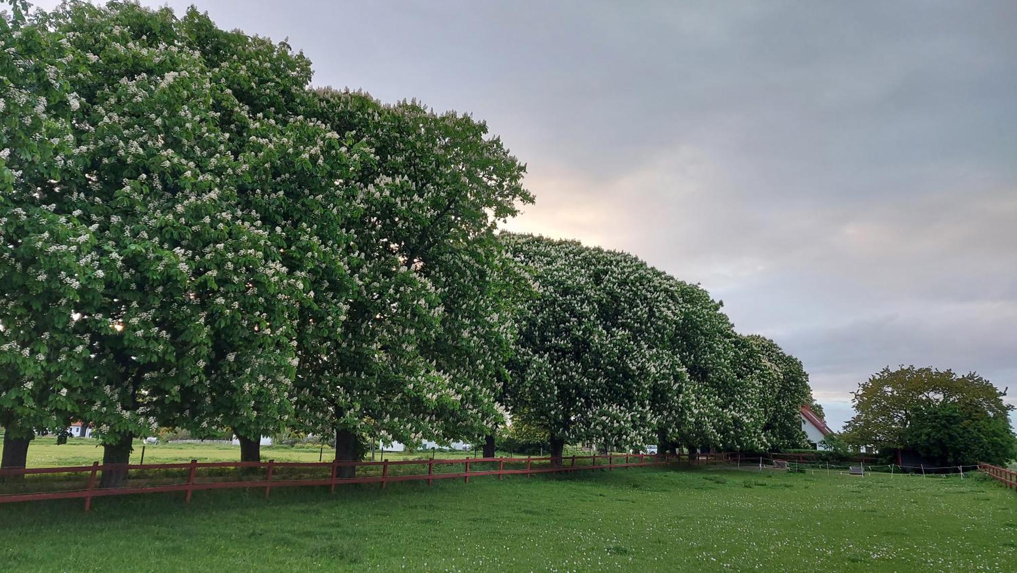 Lantligt Och Lugnt Boende Naera Natur Och Stad Svedala község Kültér fotó